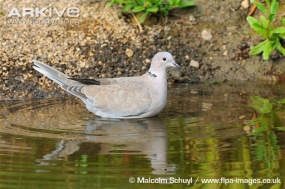 Горлиця садова (Streptopelia Decaocto) :: Пернаті друзі, птахи України,  орнітологія ::